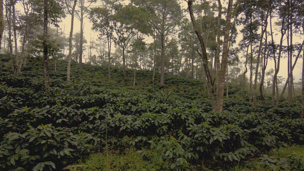 Honduras